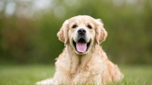 neck pain in dogs